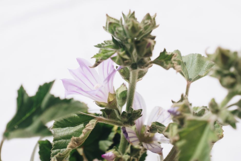 Guimauve officinale