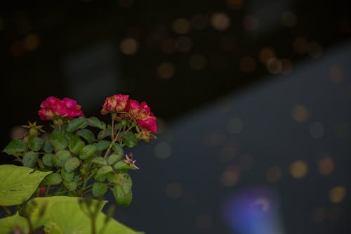 Foto d'estoc gratuïta de flors lleugeres, roses