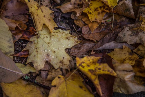 Безкоштовне стокове фото на тему «вологі листя, осінь, сезонів»