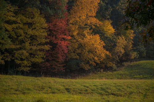 Immagine gratuita di alberi, ambiente, campo