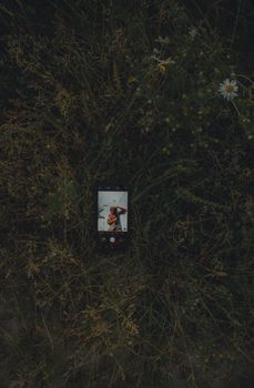 A smartphone displays a vibrant photo among rustic field grass, enhancing the artistic mood.