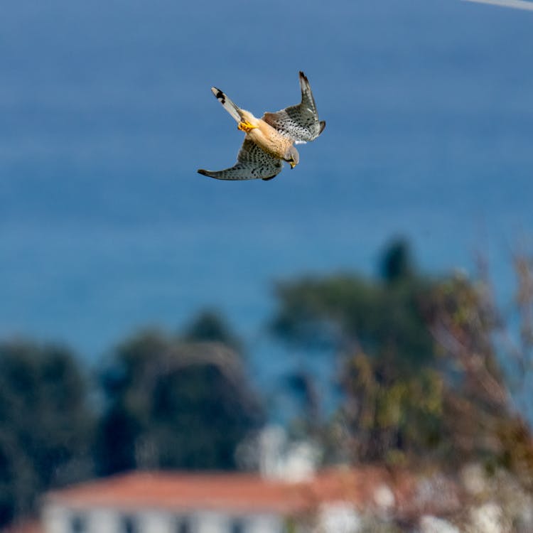 A Kestrel Flying In The Air