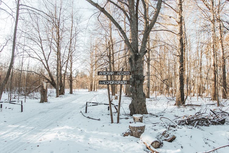 A Sign In A Forest