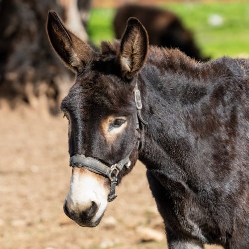 A Portrait of a Donkey Wearing a Bridle