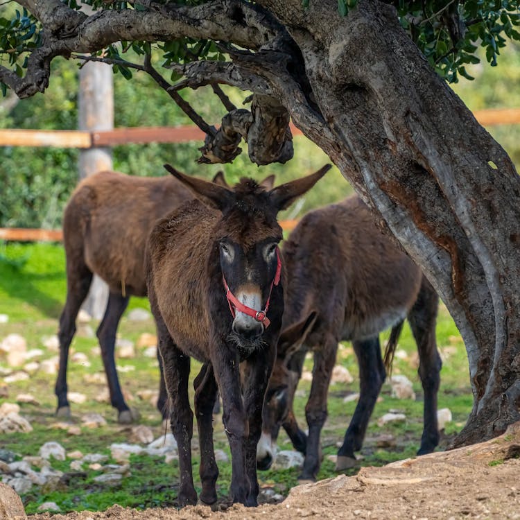 Donkeys Under A Tree