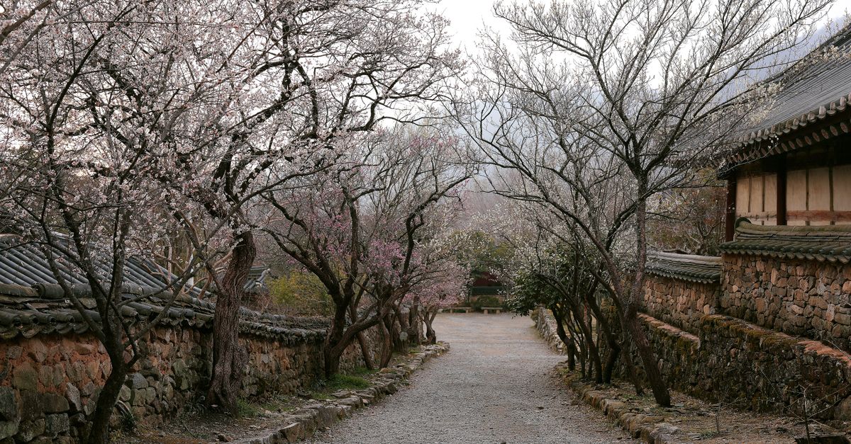 A serene path lined with cherry blossoms and traditional stone walls in Suncheon, South Korea. visual (Photo: 정규송 Nui MALAMA / Pexels)