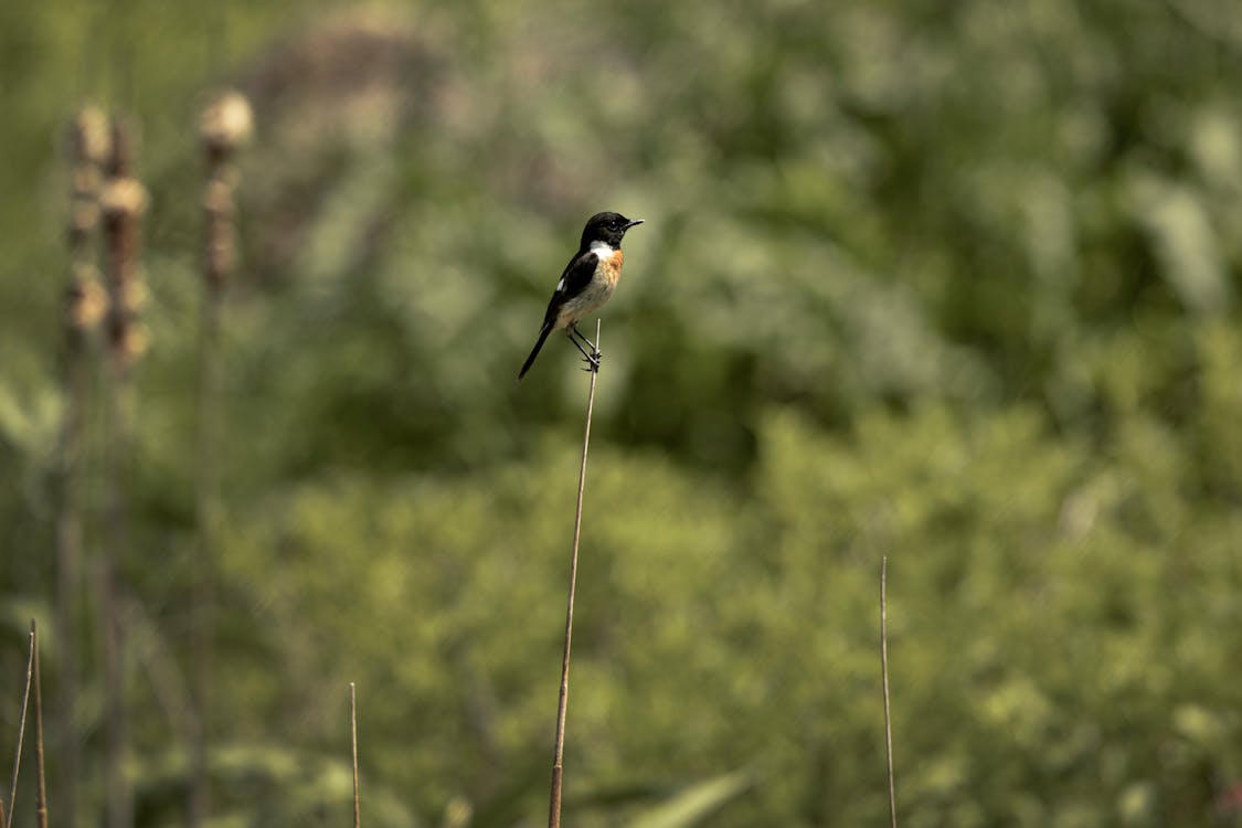 A White and Black Bird Perched on a Twig