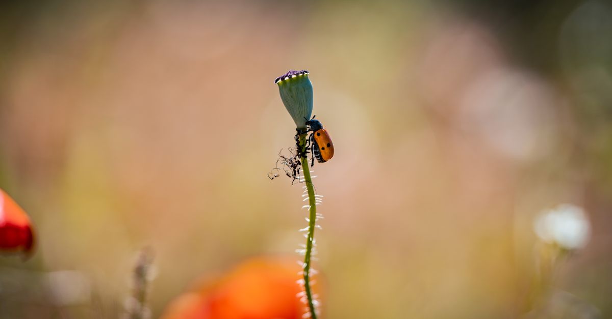 Poppy Insect Close-up of an Insect and a Poppy Pod · Free Stock Photo