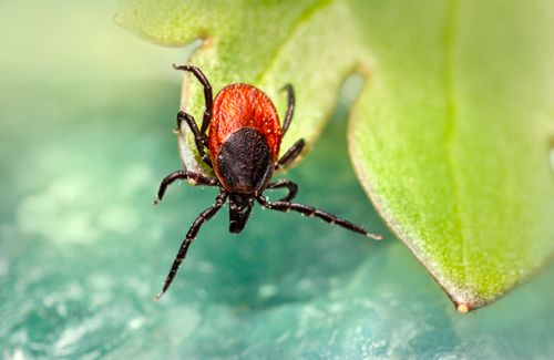 Free Detailed macro shot of a red and black tick crawling on a vibrant green leaf. Stock Photo