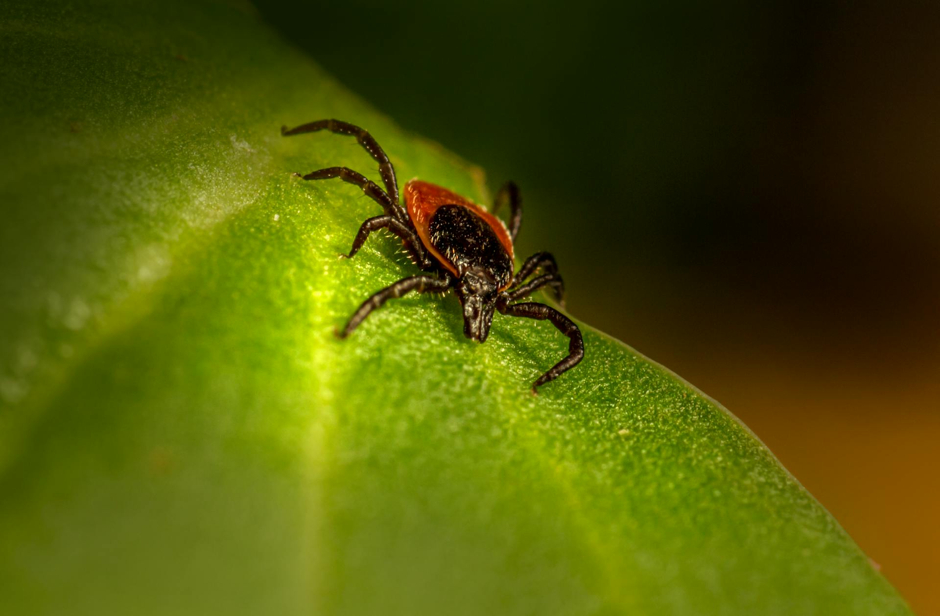 Close Up Shot of a Tick on the Leaf