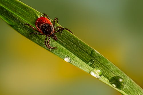 Macro Photography of a Tick Crawling on Leaf with Water Droplets