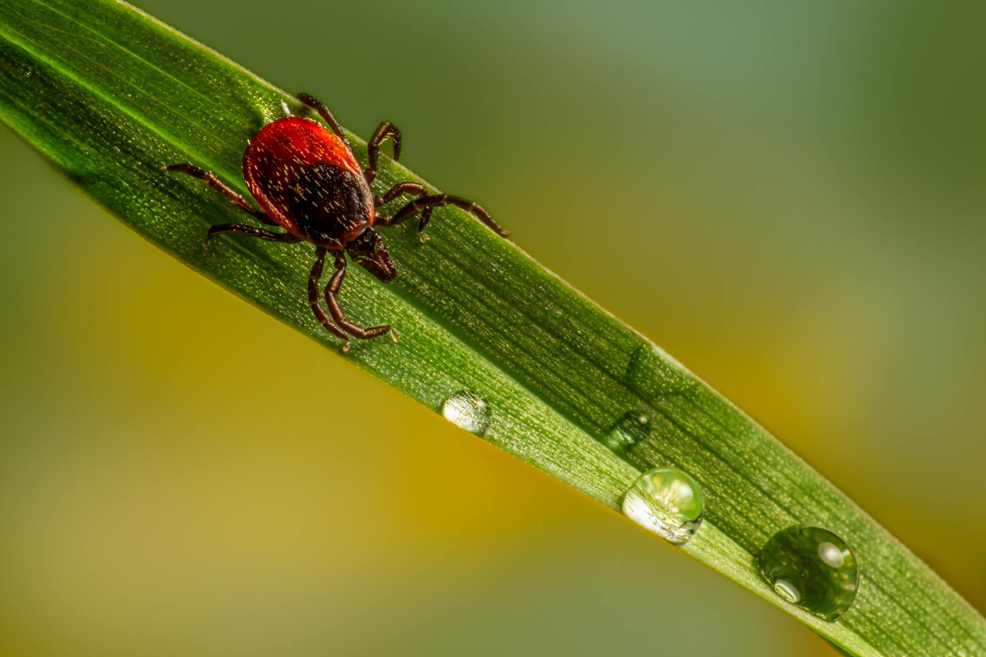 Macro Photography of a Tick Crawling on Leaf with Water Droplets