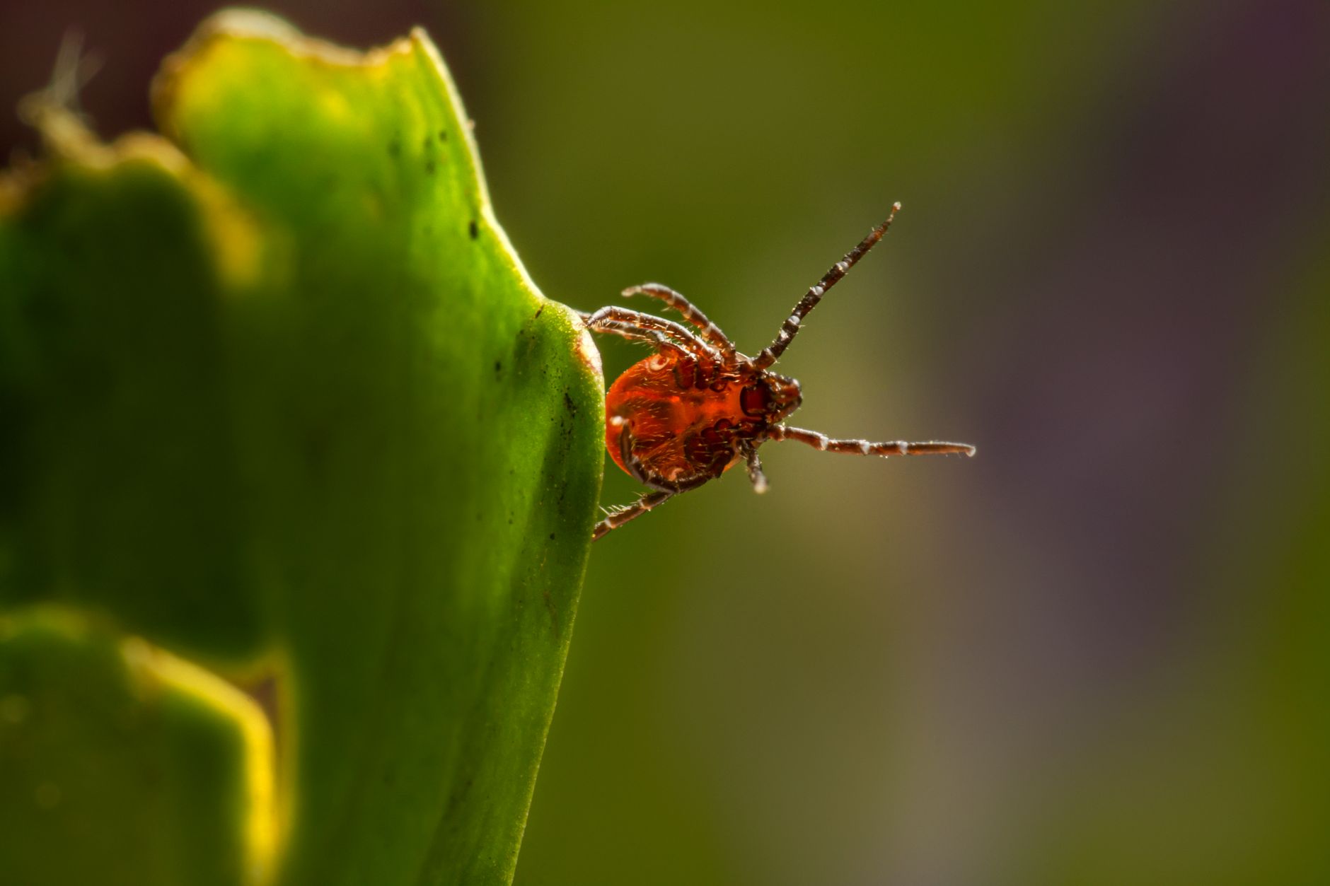 Mebendazole benefits — Close-up image of a tick on a leaf, showcasing its detailed texture and vivid colors.