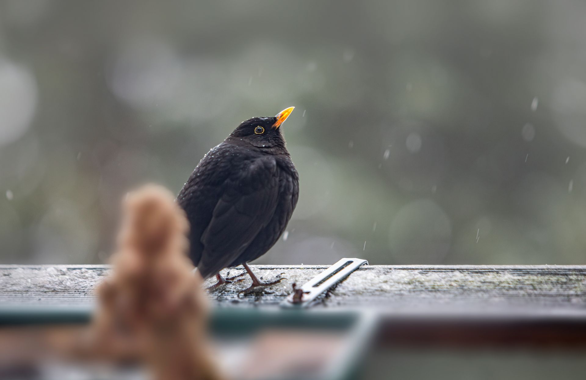 Detailed close-up of a blackbird perched in the rain, showcasing its natural habitat.