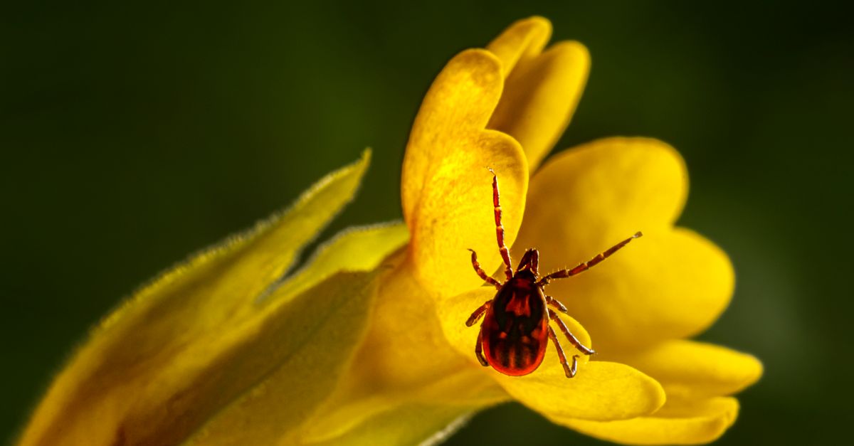 CDC Reports Tick Migration South, Increasing Lyme Disease Risk