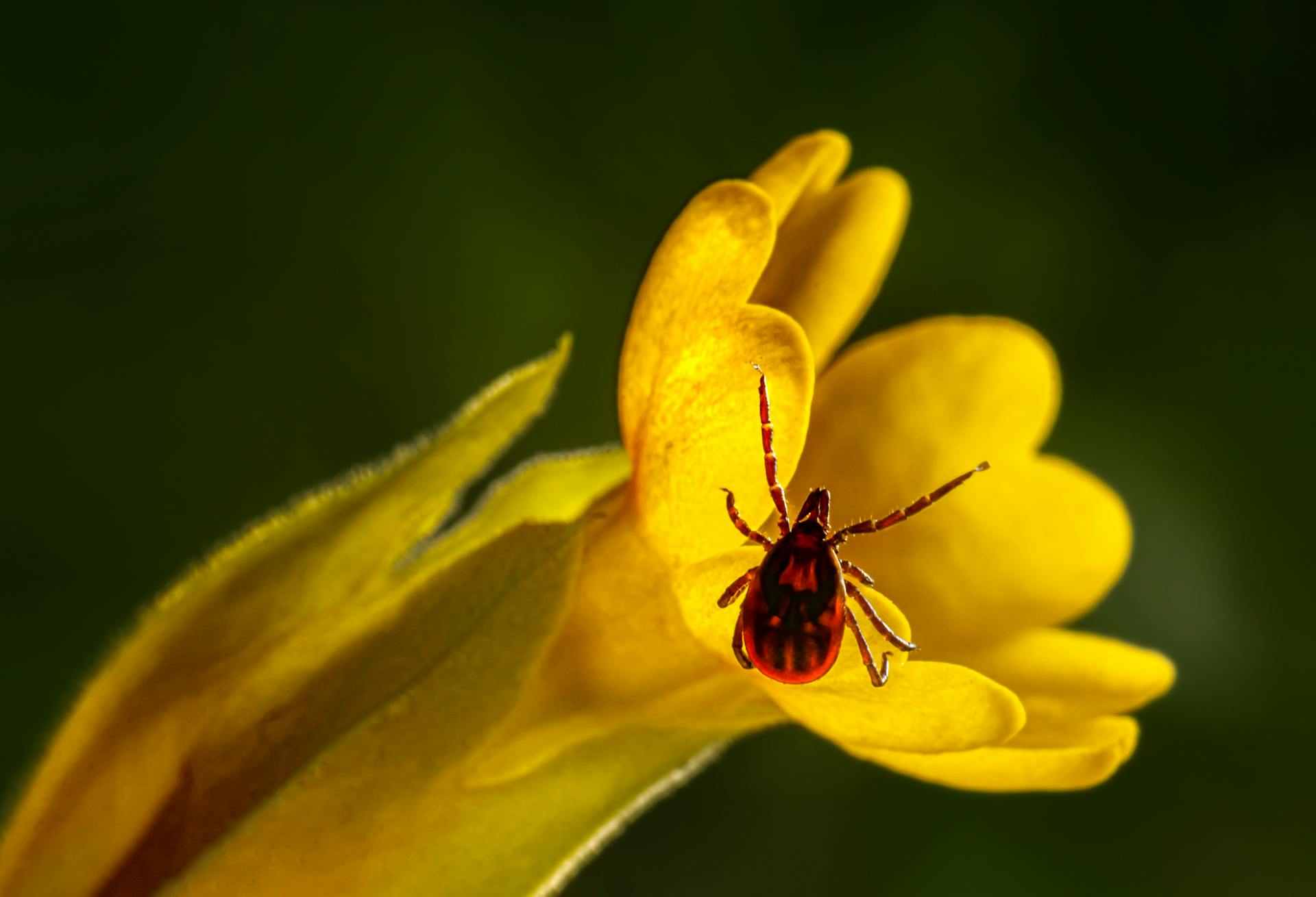 Photo de près d'une tique sur une fleur jaune