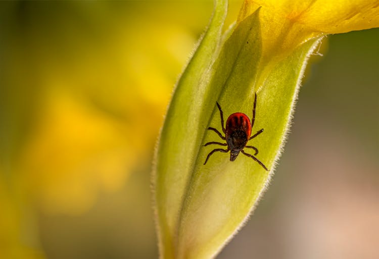 A Tick On The Leaf