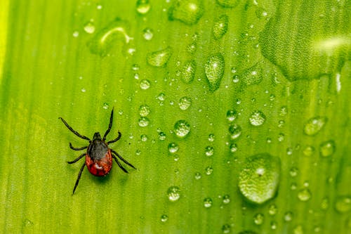 Δωρεάν στοκ φωτογραφιών με αραχνοειδές έντομο, βρεγμένος, γκρο πλαν