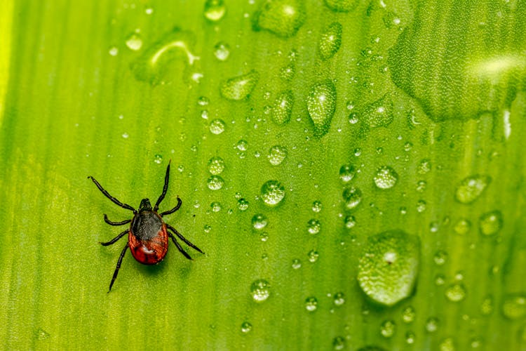 A Tick On Green Leaf