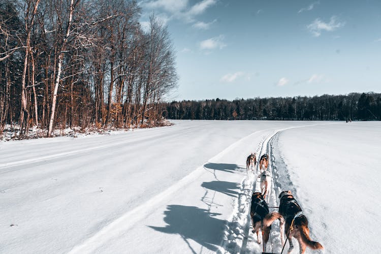 Dog Sledding