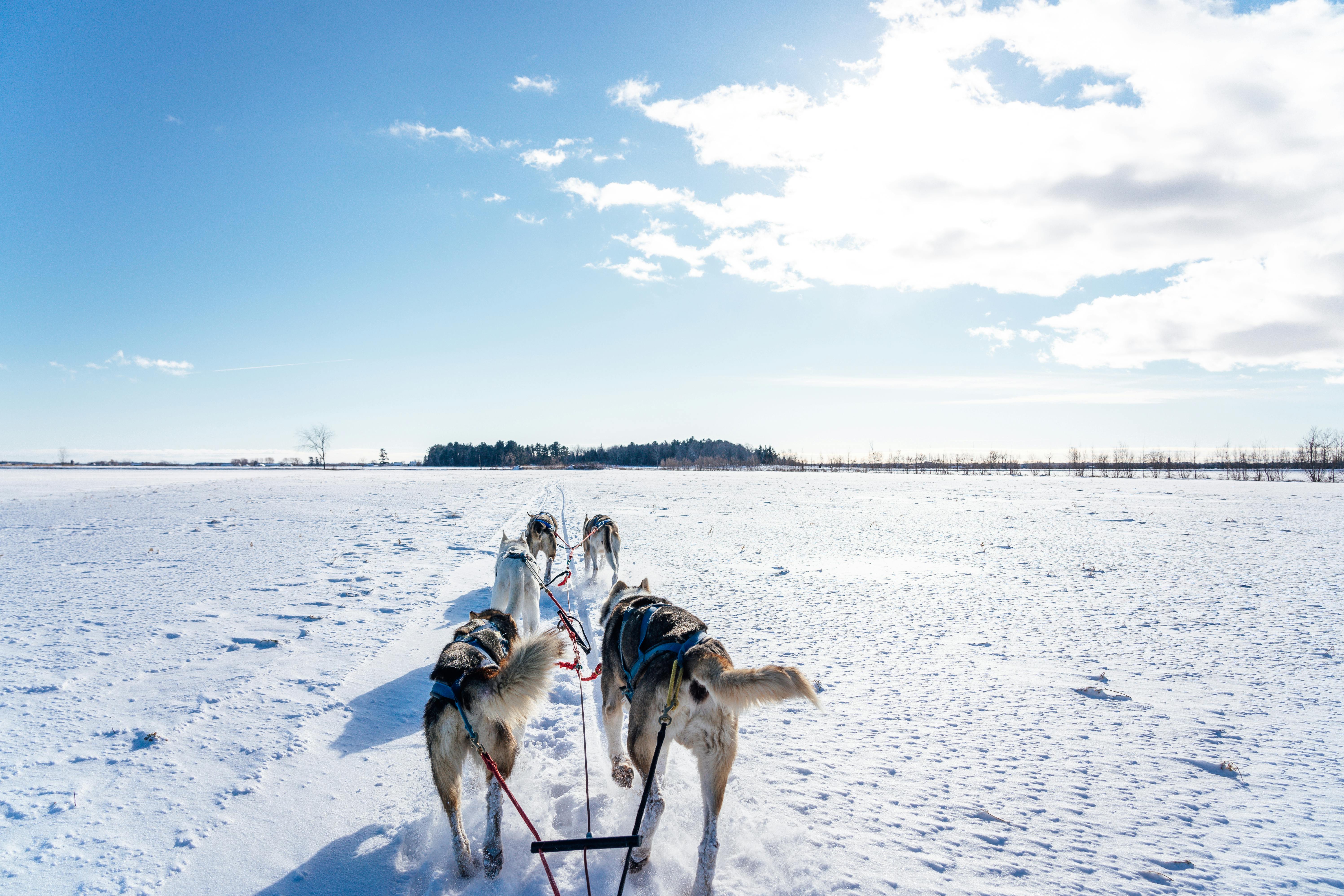 dogs on snow covered ground under blue sky