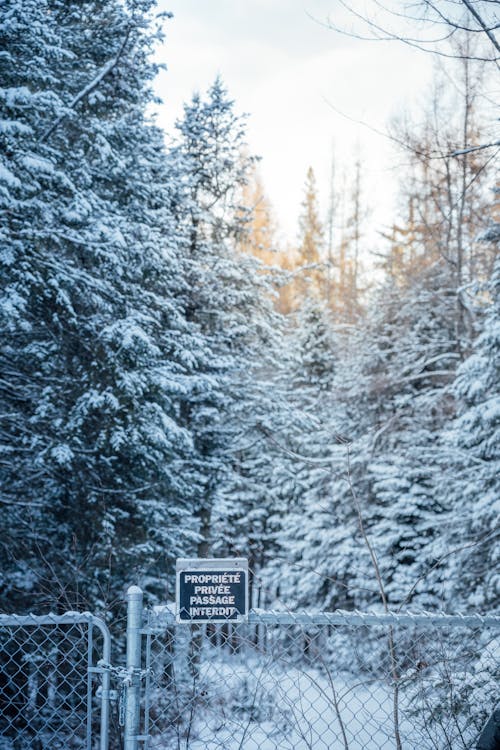 Foto profissional grátis de árvores, Canadá, cerca de metal