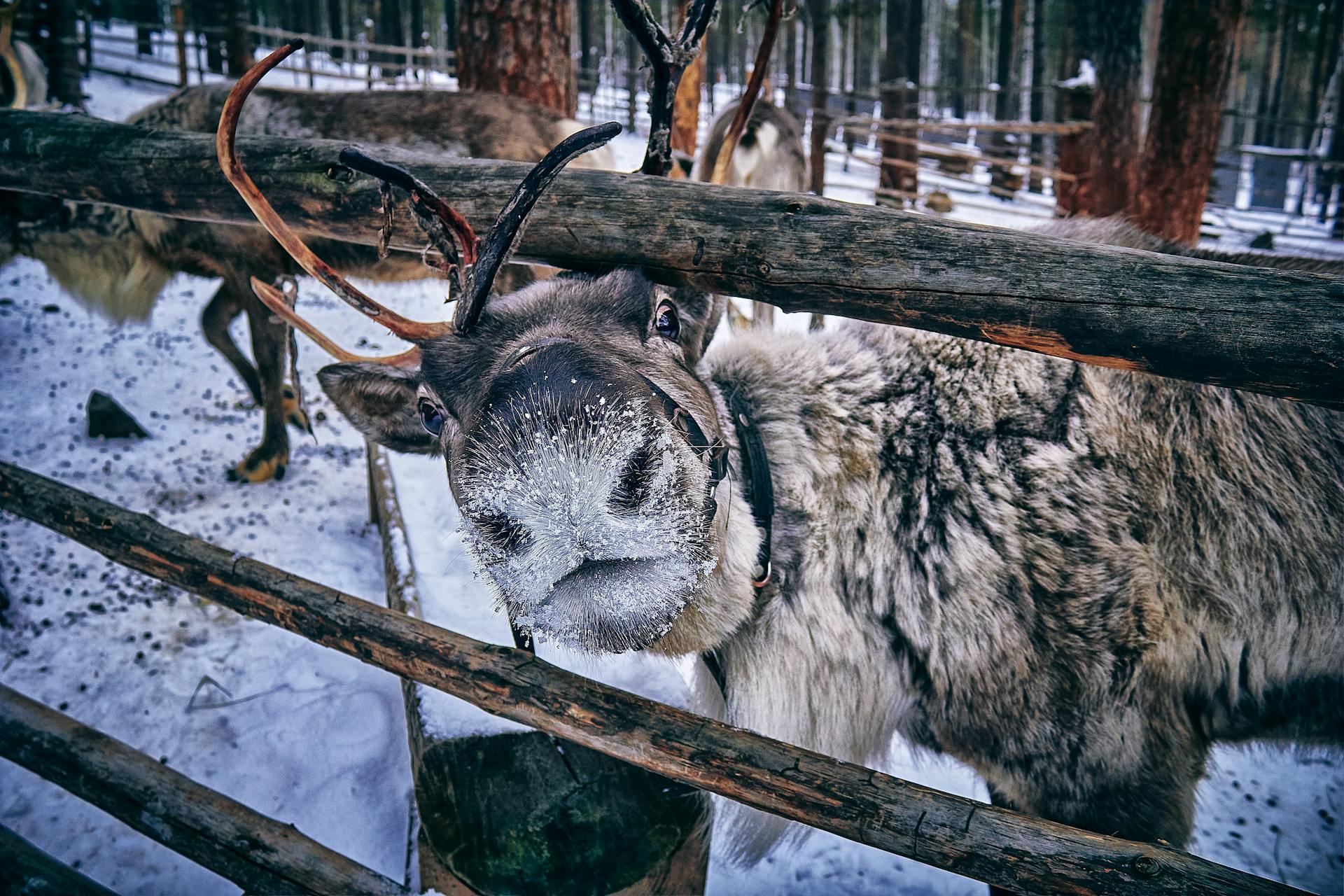 Finnish Forest Reindeer behind a Wooden Fence