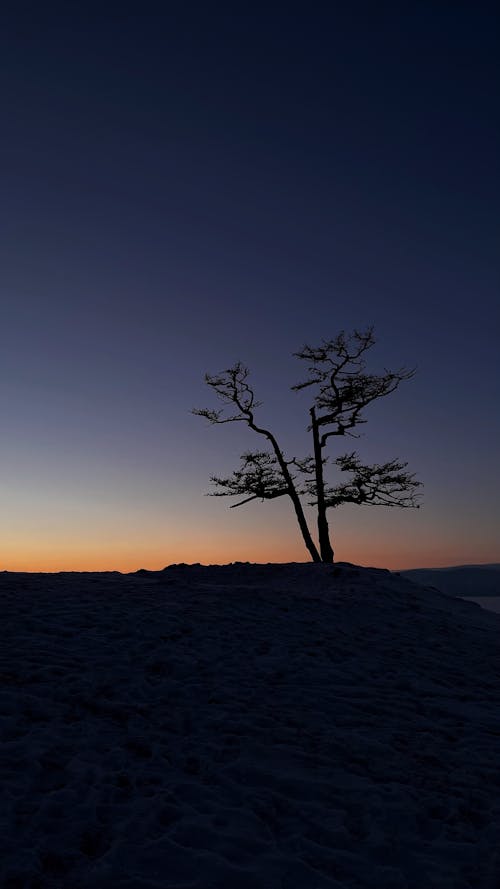 A Tree on Hill during Sunset