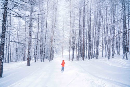 Person in Red Jacket standing on a Snow-Covered Forest 