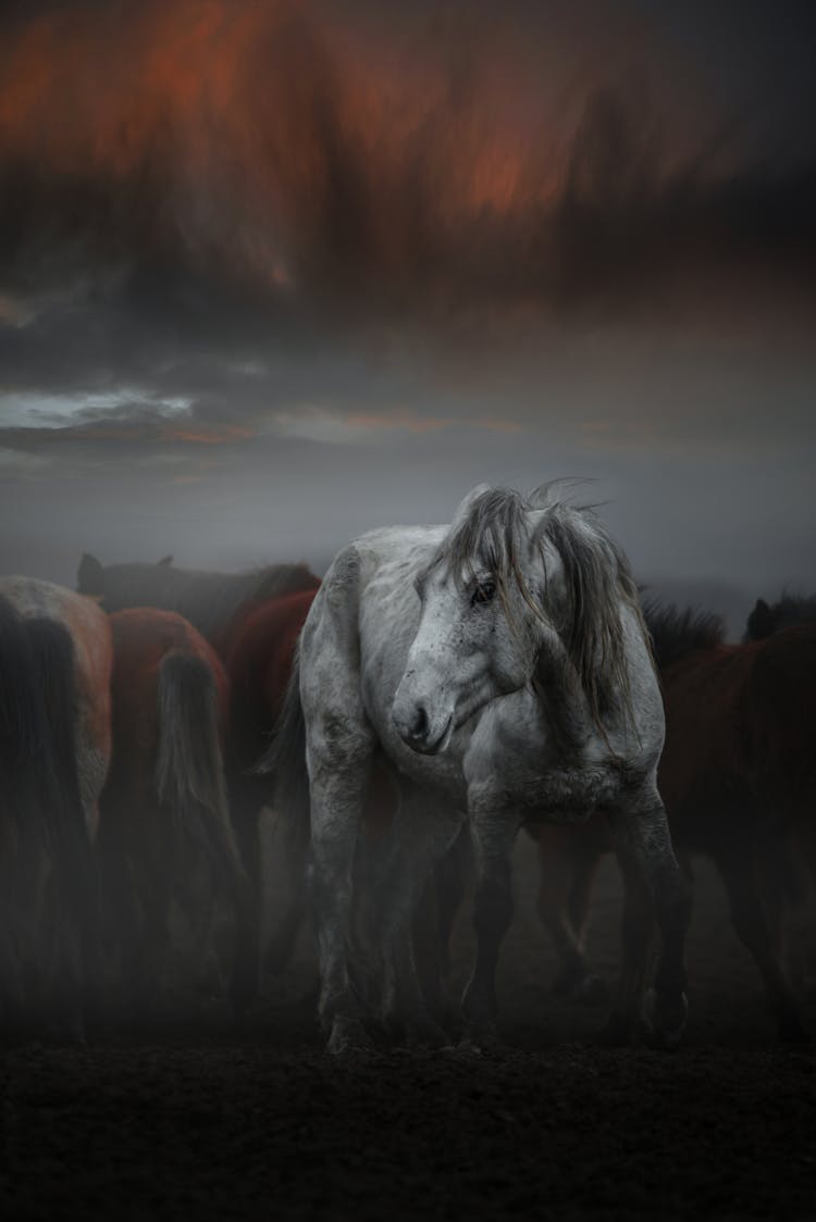 Portrait Of Stallion Standing On Ranch