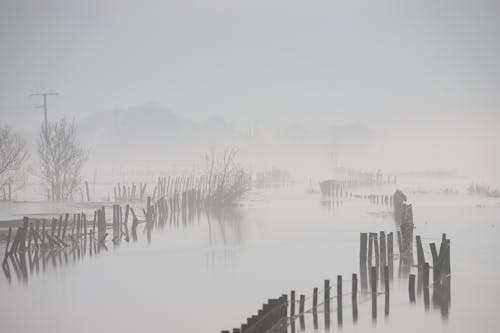 Gratis stockfoto met mist, moeras, nevelig Stockfoto