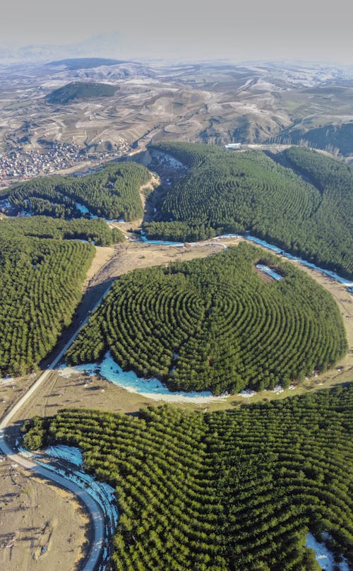 Aerial View of Green Trees and Mountains