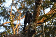 Black Monkey on Brown Tree Branch
