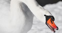 White Swan on Body of Water