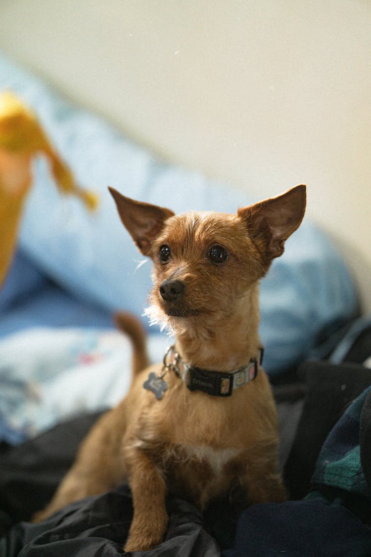 A Puppy In A Room