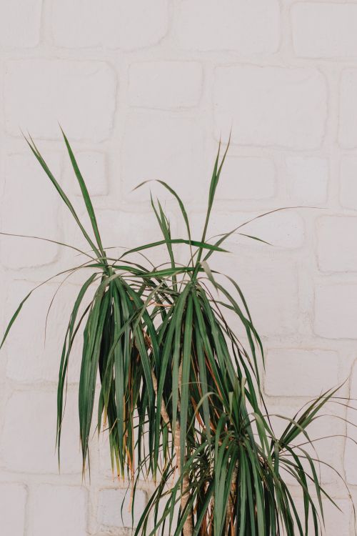 Free Vertical shot of a dracaena plant against a textured white wall, minimal indoor decor. Stock Photo