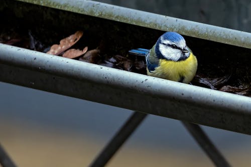 Immagine gratuita di aves, chordata, cinciarella euroasiatica