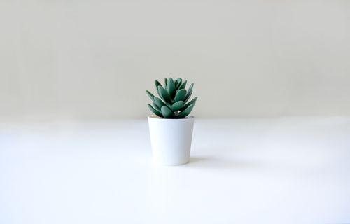 Free Simple and elegant close-up of a succulent plant in a sleek white pot on a neutral background. Stock Photo
