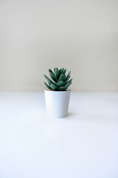 Free A simple, elegant view of a succulent plant in a white pot over a plain background. Stock Photo