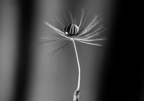 Free Elegant dandelion seed head in black and white with a water droplet. Minimalist and serene. Stock Photo