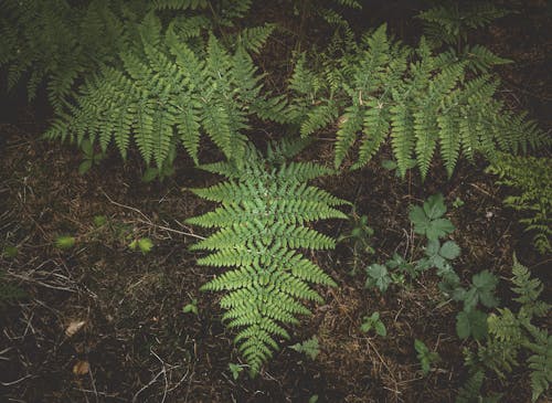 Green Leaves