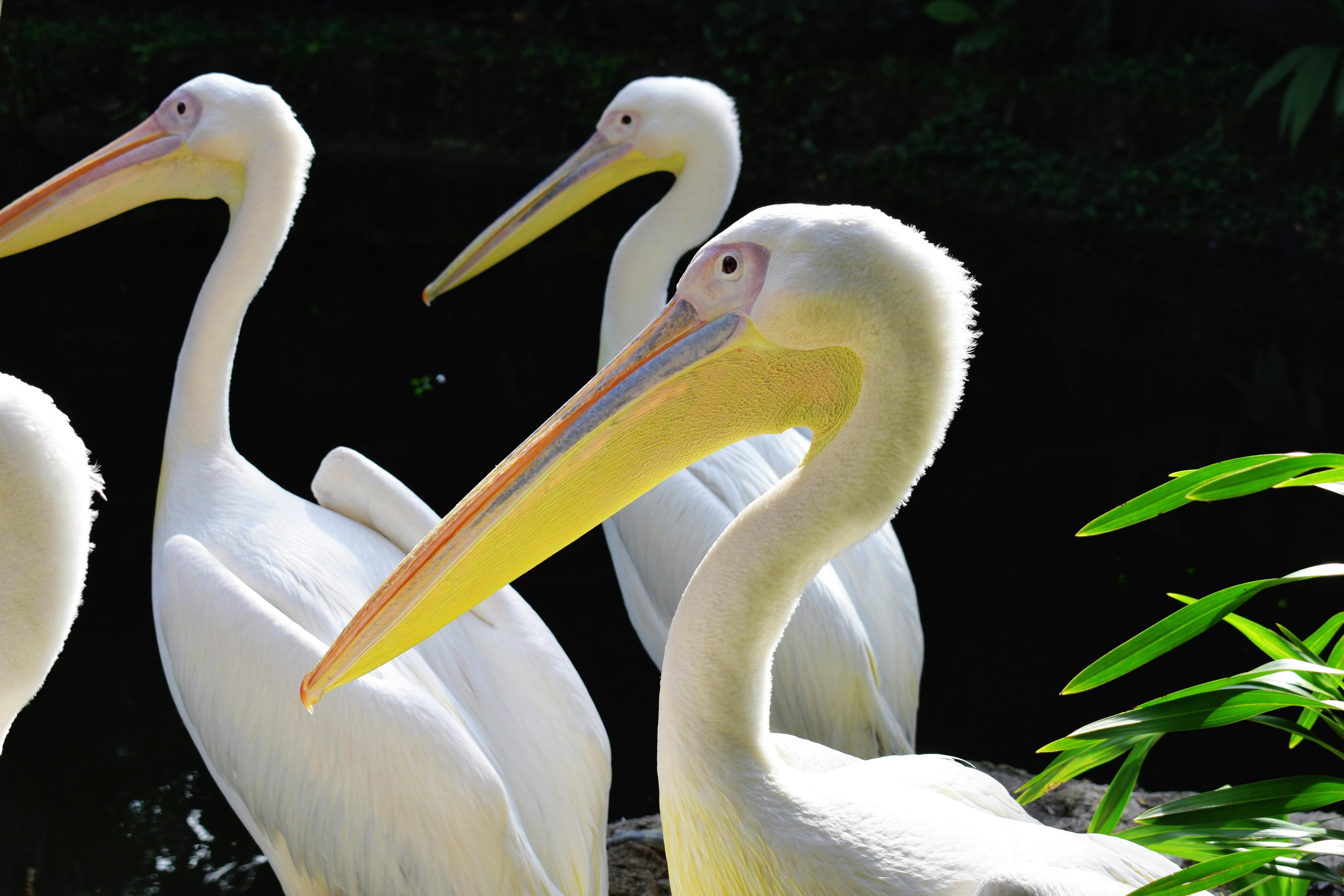 ペリカン鳥 暗い背景 白い羽の無料の写真素材