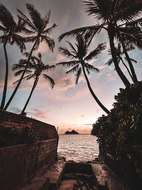 ココナッツの木, ハワイ, 垂直ショットの無料の写真素材
