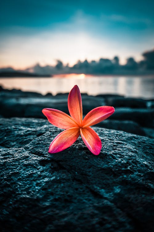 Free stock photo of beach sunset, beautiful flower, beautiful flowers