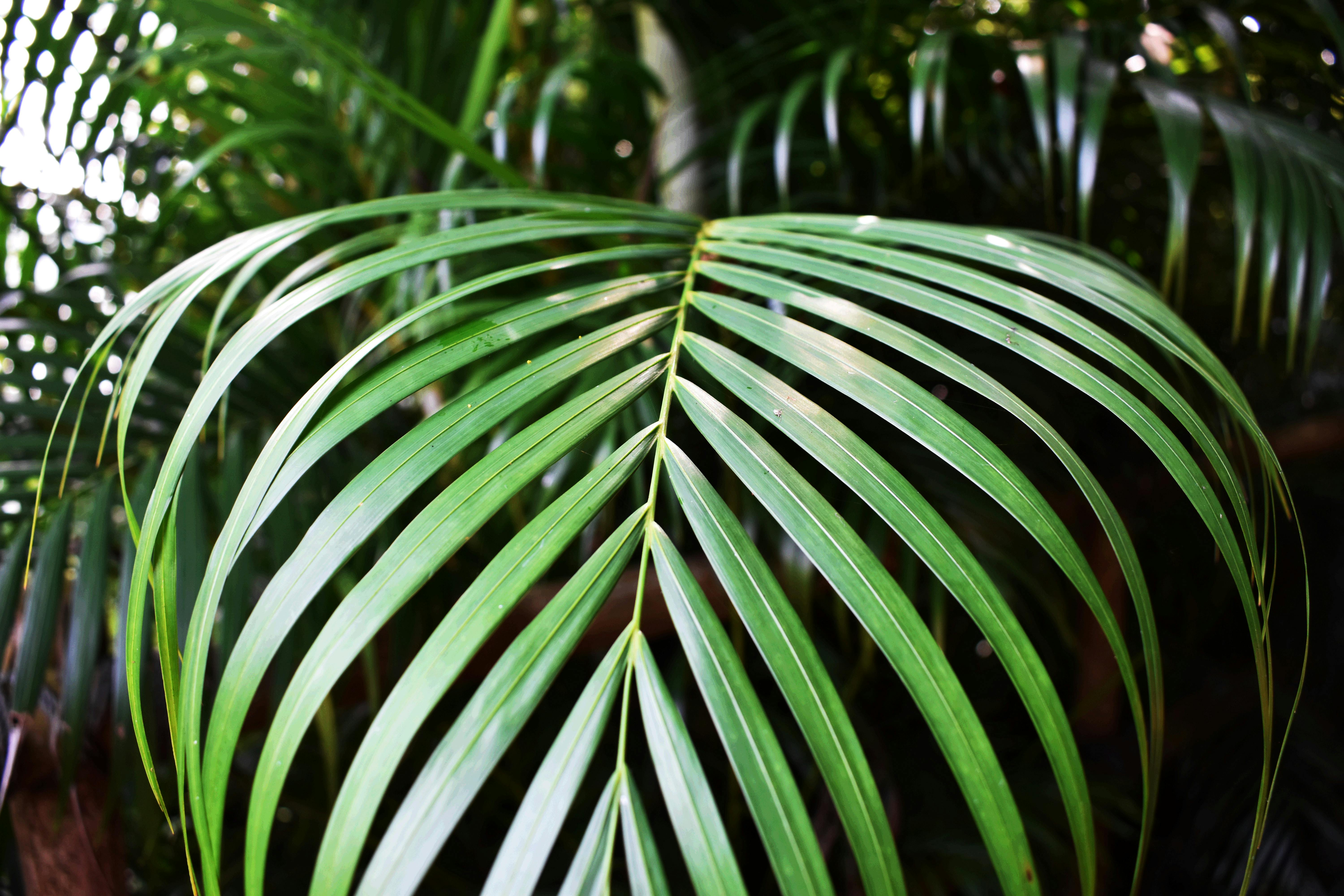 green-plant-free-stock-photo