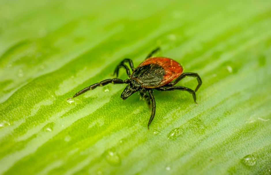 Źródło zdjęcia: pexels.com - by Erik Karits