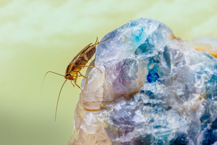 Cockroach In Macro Photography