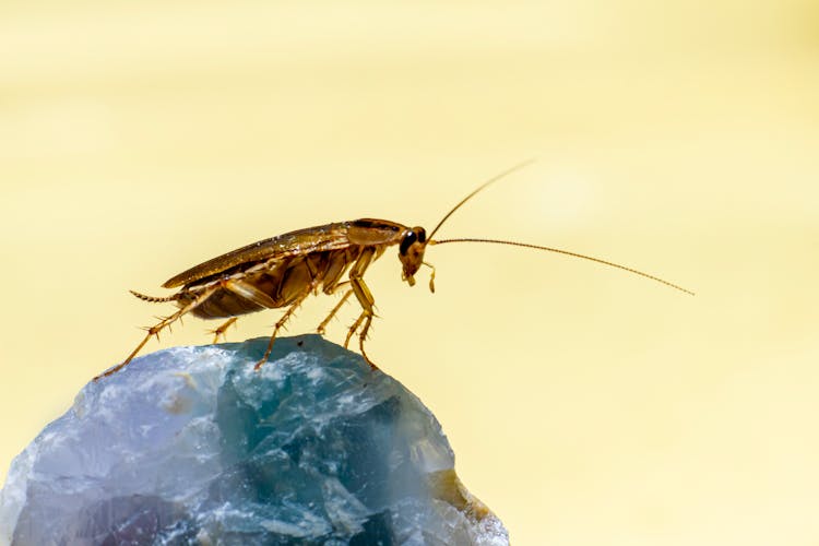 Cockroach In Macro Photography