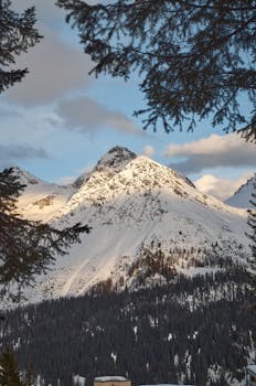 Breathtaking view of snow-covered Alps in Arosa, Switzerland, framed by pine trees.