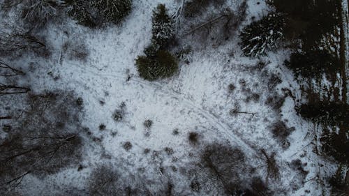 Aerial View of a Forest Snow Covered Ground
